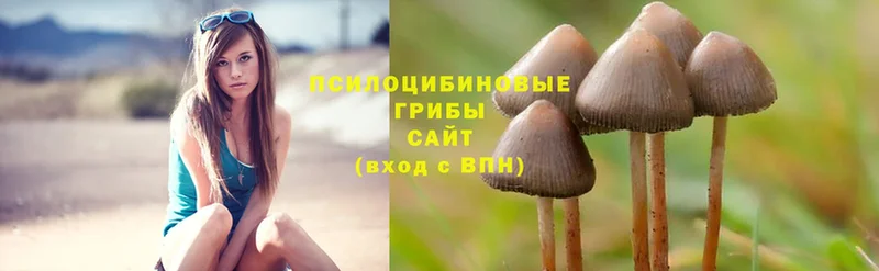 Псилоцибиновые грибы Magic Shrooms  Андреаполь 