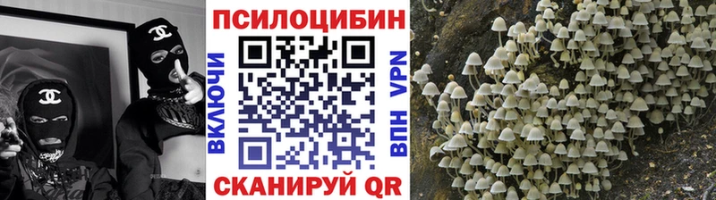где продают   Андреаполь  Галлюциногенные грибы Psilocybe 